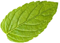 coffee leaf illustration